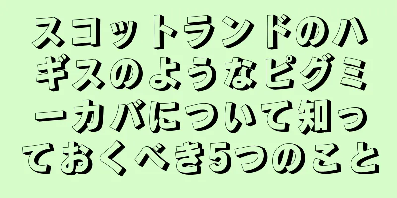 スコットランドのハギスのようなピグミーカバについて知っておくべき5つのこと
