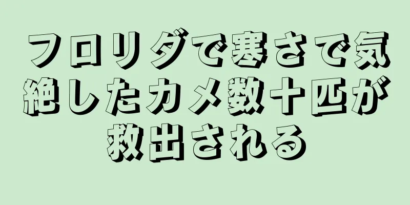 フロリダで寒さで気絶したカメ数十匹が救出される