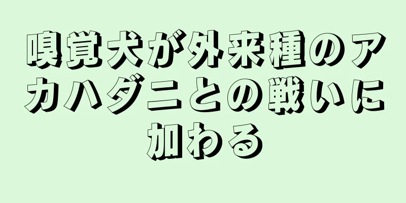 嗅覚犬が外来種のアカハダニとの戦いに加わる