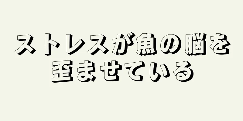 ストレスが魚の脳を歪ませている