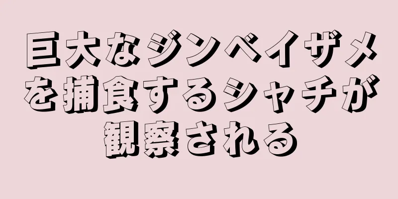 巨大なジンベイザメを捕食するシャチが観察される