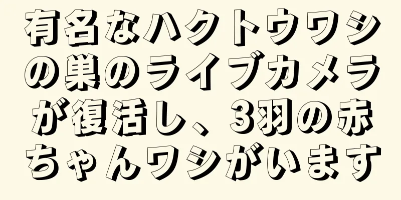 有名なハクトウワシの巣のライブカメラが復活し、3羽の赤ちゃんワシがいます