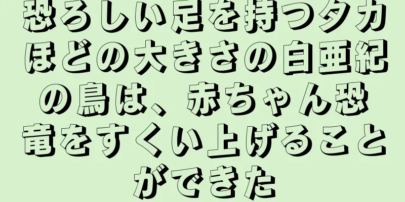 恐ろしい足を持つタカほどの大きさの白亜紀の鳥は、赤ちゃん恐竜をすくい上げることができた
