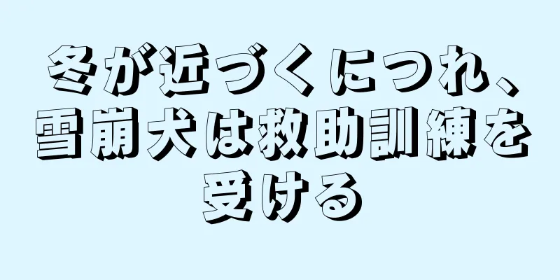 冬が近づくにつれ、雪崩犬は救助訓練を受ける
