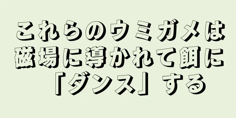 これらのウミガメは磁場に導かれて餌に「ダンス」する