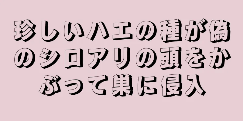 珍しいハエの種が偽のシロアリの頭をかぶって巣に侵入