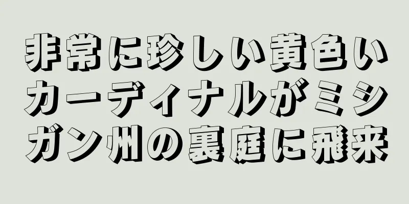 非常に珍しい黄色いカーディナルがミシガン州の裏庭に飛来