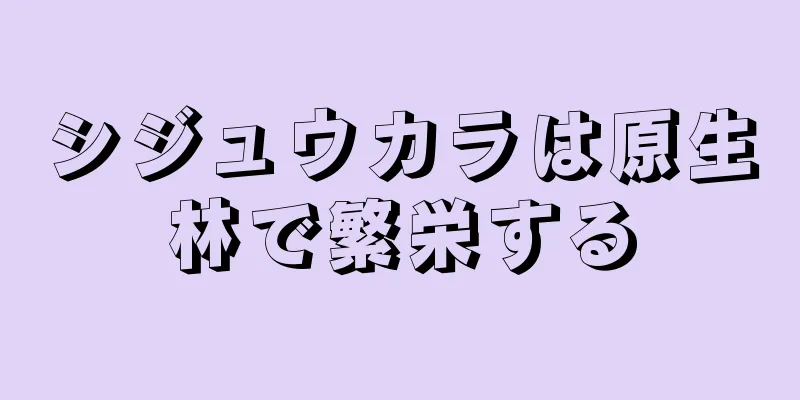 シジュウカラは原生林で繁栄する