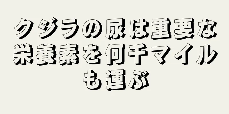クジラの尿は重要な栄養素を何千マイルも運ぶ