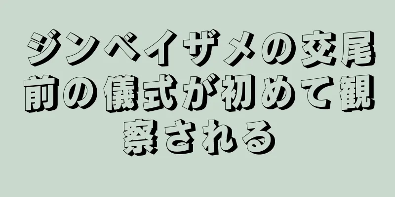 ジンベイザメの交尾前の儀式が初めて観察される