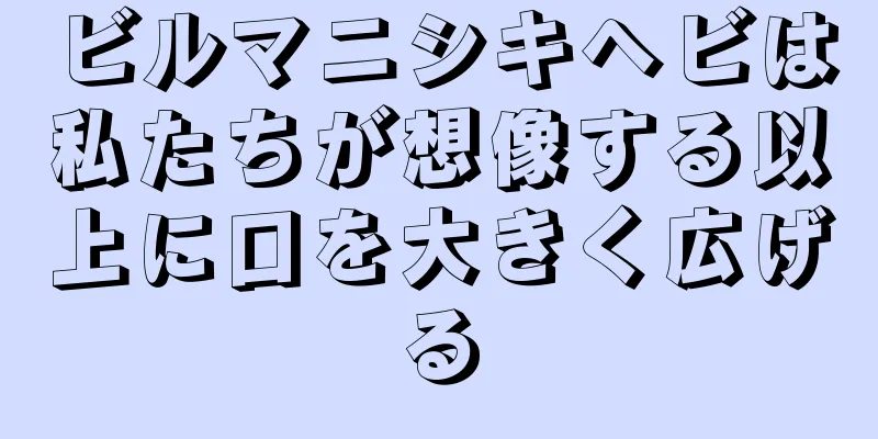 ビルマニシキヘビは私たちが想像する以上に口を大きく広げる
