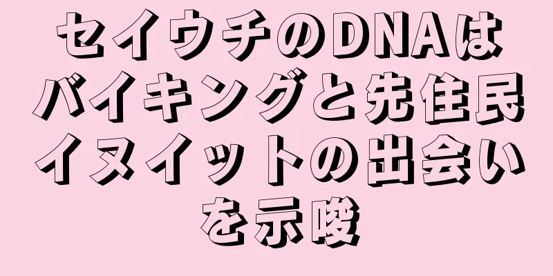 セイウチのDNAはバイキングと先住民イヌイットの出会いを示唆
