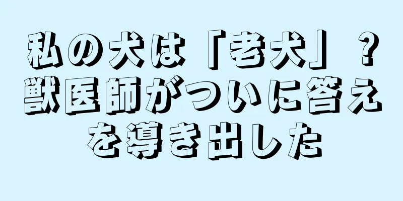 私の犬は「老犬」？獣医師がついに答えを導き出した