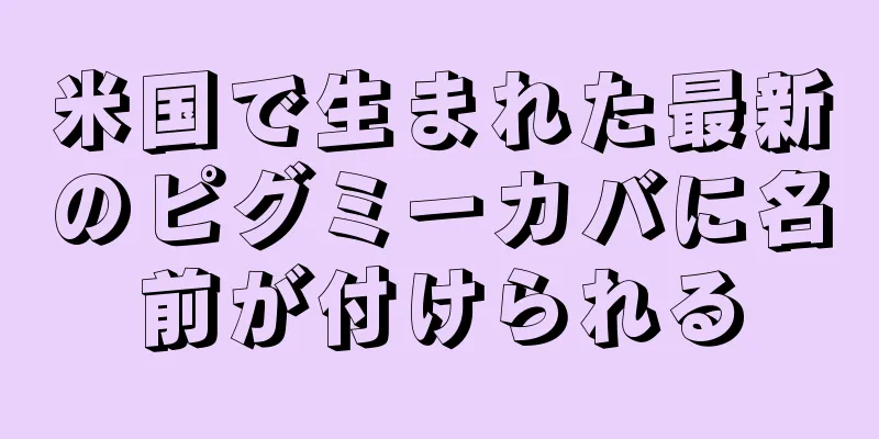 米国で生まれた最新のピグミーカバに名前が付けられる
