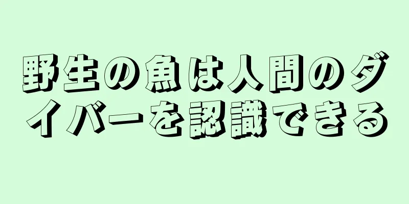 野生の魚は人間のダイバーを認識できる