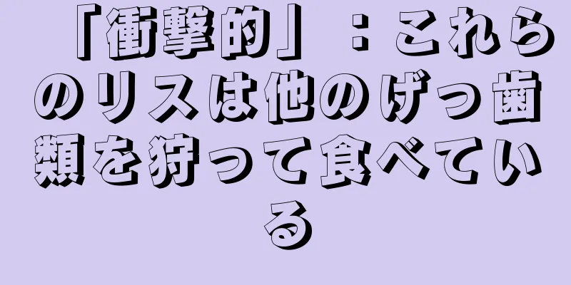 「衝撃的」：これらのリスは他のげっ歯類を狩って食べている