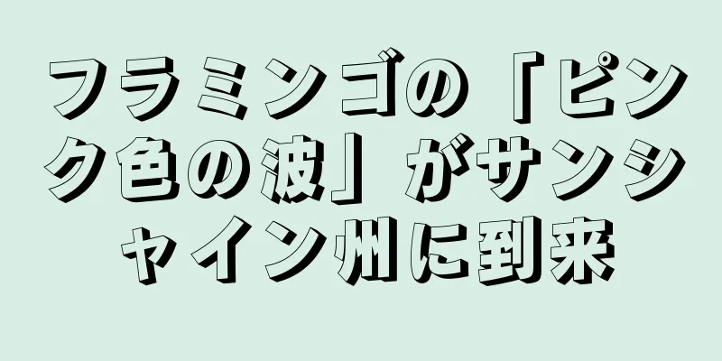フラミンゴの「ピンク色の波」がサンシャイン州に到来