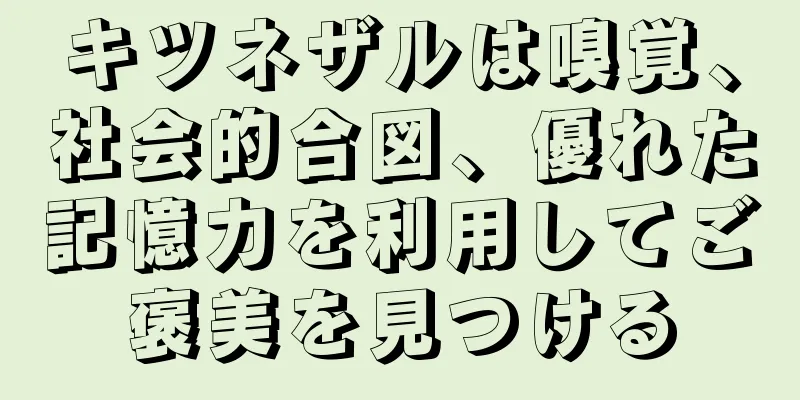 キツネザルは嗅覚、社会的合図、優れた記憶力を利用してご褒美を見つける