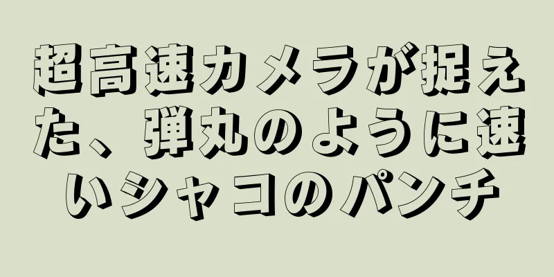 超高速カメラが捉えた、弾丸のように速いシャコのパンチ