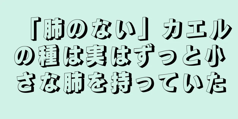 「肺のない」カエルの種は実はずっと小さな肺を持っていた