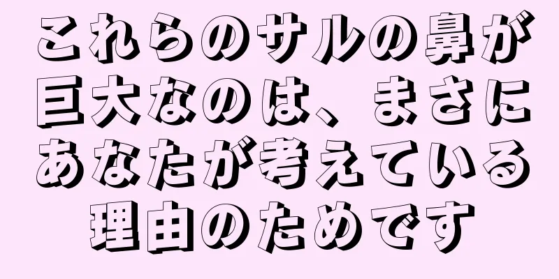 これらのサルの鼻が巨大なのは、まさにあなたが考えている理由のためです
