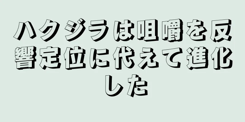 ハクジラは咀嚼を反響定位に代えて進化した