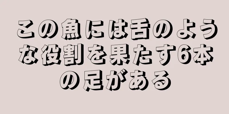 この魚には舌のような役割を果たす6本の足がある