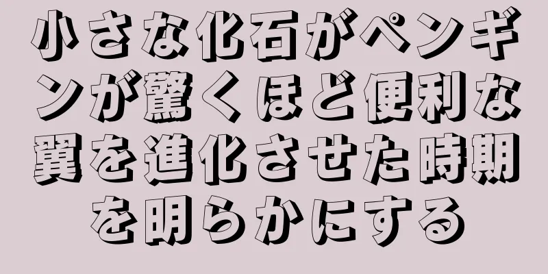 小さな化石がペンギンが驚くほど便利な翼を進化させた時期を明らかにする