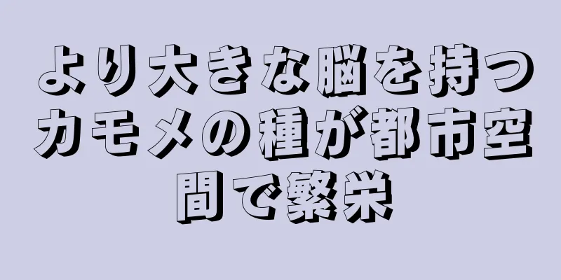 より大きな脳を持つカモメの種が都市空間で繁栄