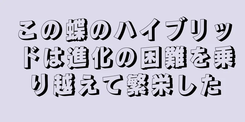 この蝶のハイブリッドは進化の困難を乗り越えて繁栄した