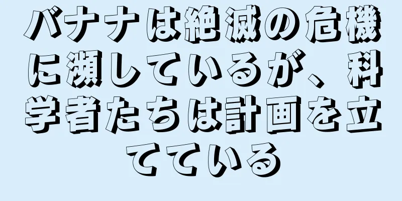 バナナは絶滅の危機に瀕しているが、科学者たちは計画を立てている