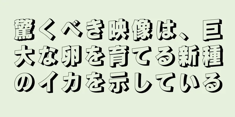 驚くべき映像は、巨大な卵を育てる新種のイカを示している