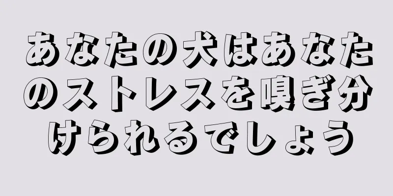 あなたの犬はあなたのストレスを嗅ぎ分けられるでしょう