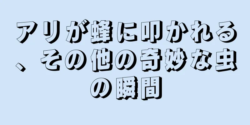 アリが蜂に叩かれる、その他の奇妙な虫の瞬間