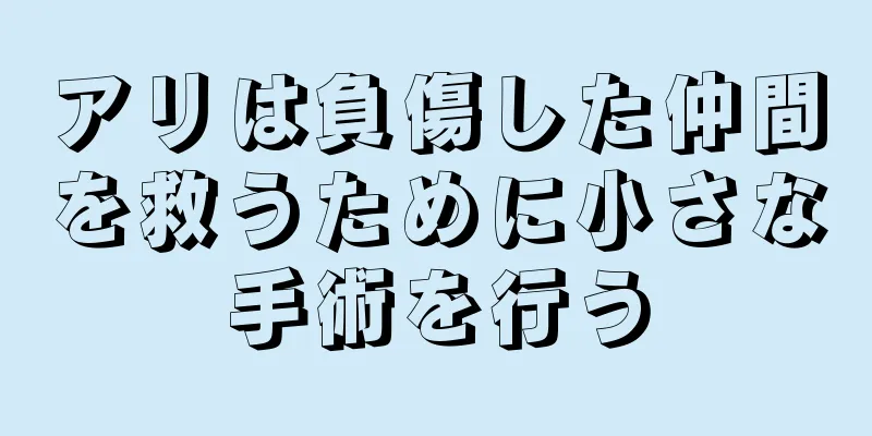 アリは負傷した仲間を救うために小さな手術を行う