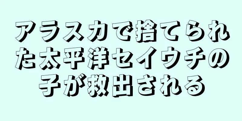 アラスカで捨てられた太平洋セイウチの子が救出される