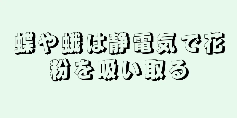 蝶や蛾は静電気で花粉を吸い取る