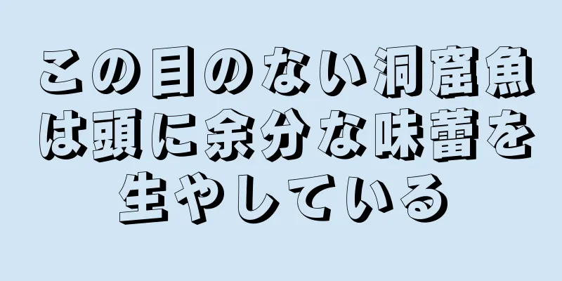 この目のない洞窟魚は頭に余分な味蕾を生やしている