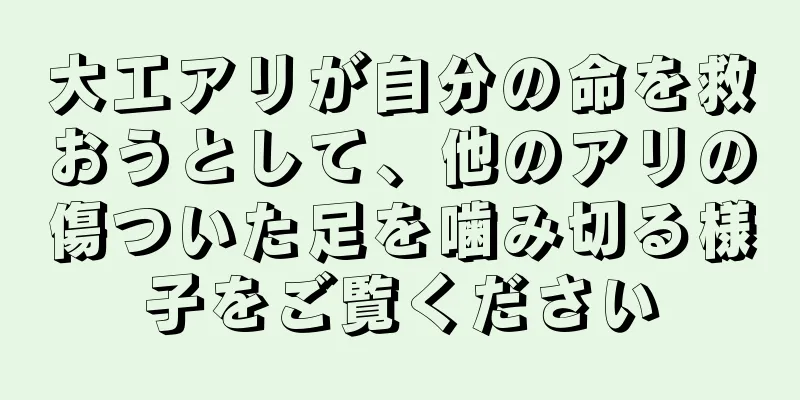 大工アリが自分の命を救おうとして、他のアリの傷ついた足を噛み切る様子をご覧ください