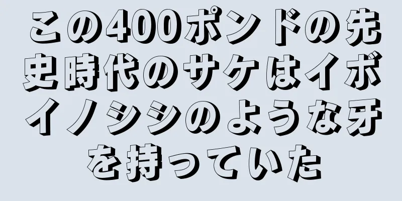この400ポンドの先史時代のサケはイボイノシシのような牙を持っていた
