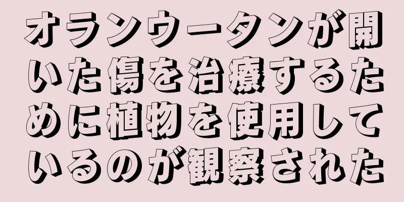 オランウータンが開いた傷を治療するために植物を使用しているのが観察された