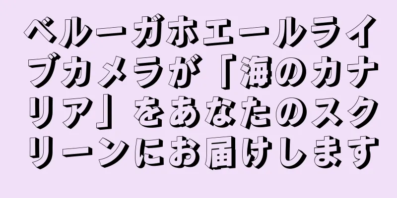 ベルーガホエールライブカメラが「海のカナリア」をあなたのスクリーンにお届けします