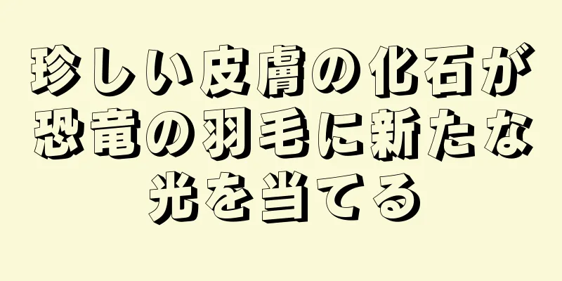 珍しい皮膚の化石が恐竜の羽毛に新たな光を当てる