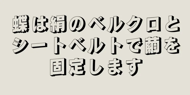 蝶は絹のベルクロとシートベルトで繭を固定します