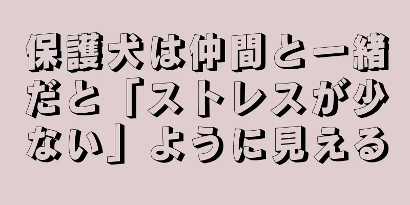 保護犬は仲間と一緒だと「ストレスが少ない」ように見える