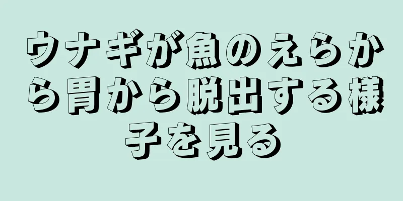 ウナギが魚のえらから胃から脱出する様子を見る