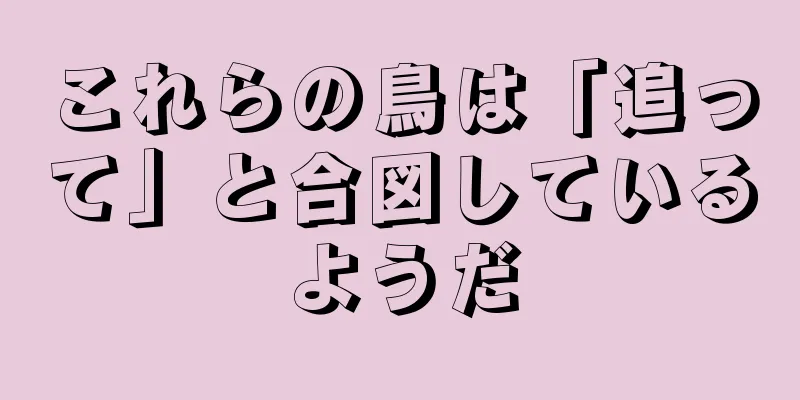 これらの鳥は「追って」と合図しているようだ