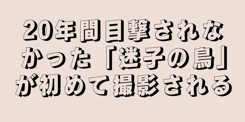 20年間目撃されなかった「迷子の鳥」が初めて撮影される