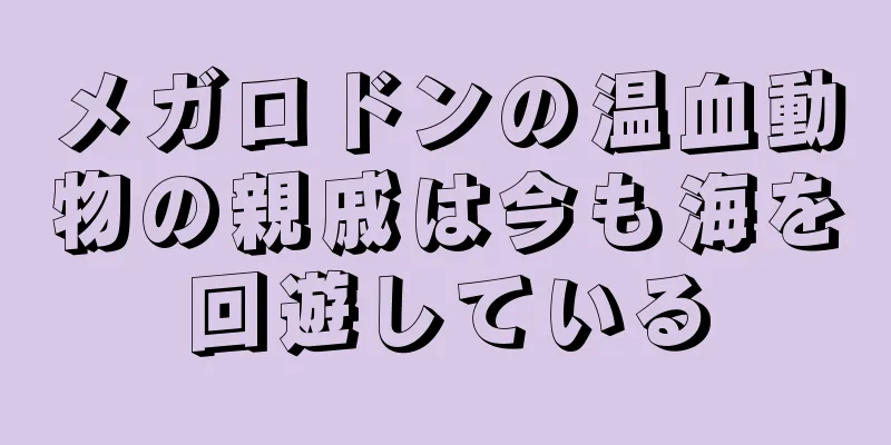 メガロドンの温血動物の親戚は今も海を回遊している