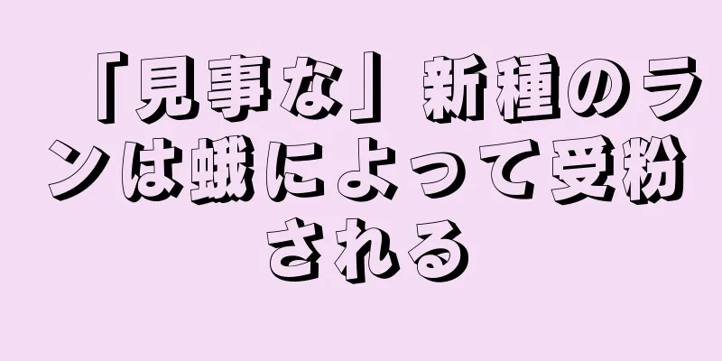 「見事な」新種のランは蛾によって受粉される